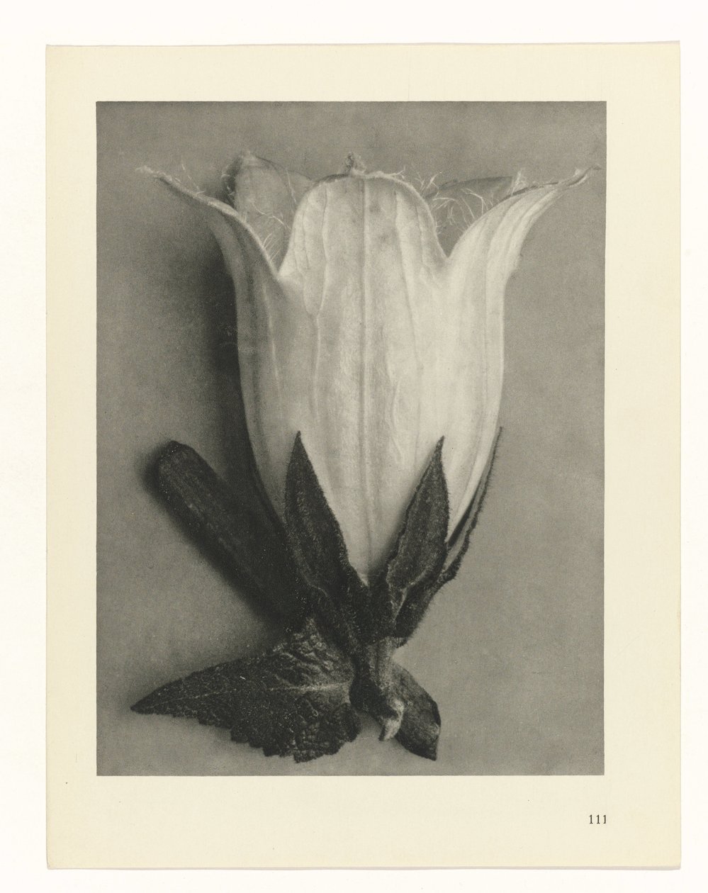 Plantstudies (Urformen der Kunst: photographische Pflanzenbilder) door Karl Blossfeldt