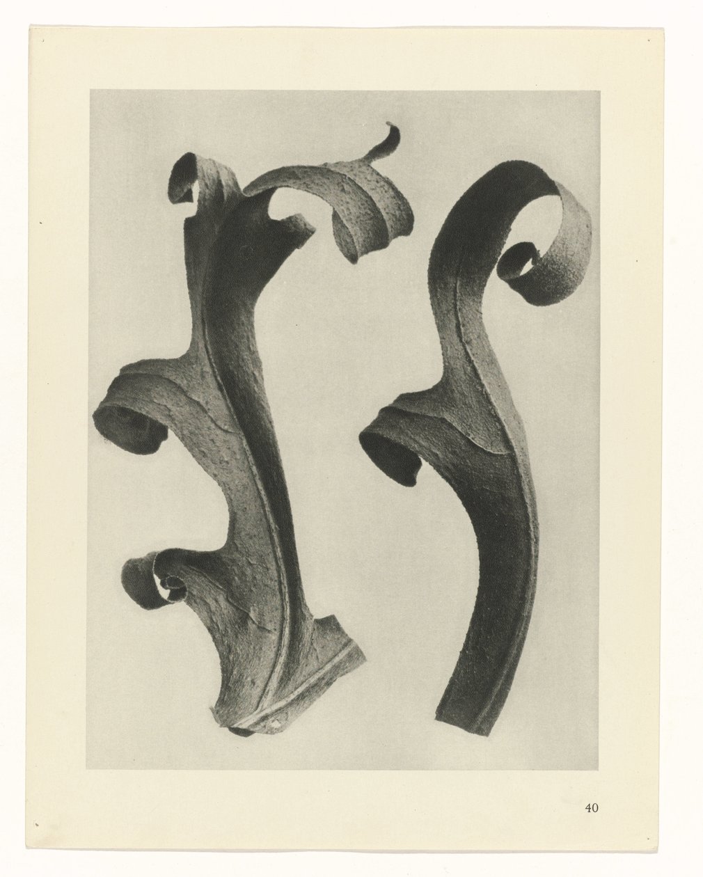 Plantstudies (Urformen der Kunst: photographische Pflanzenbilder) door Karl Blossfeldt