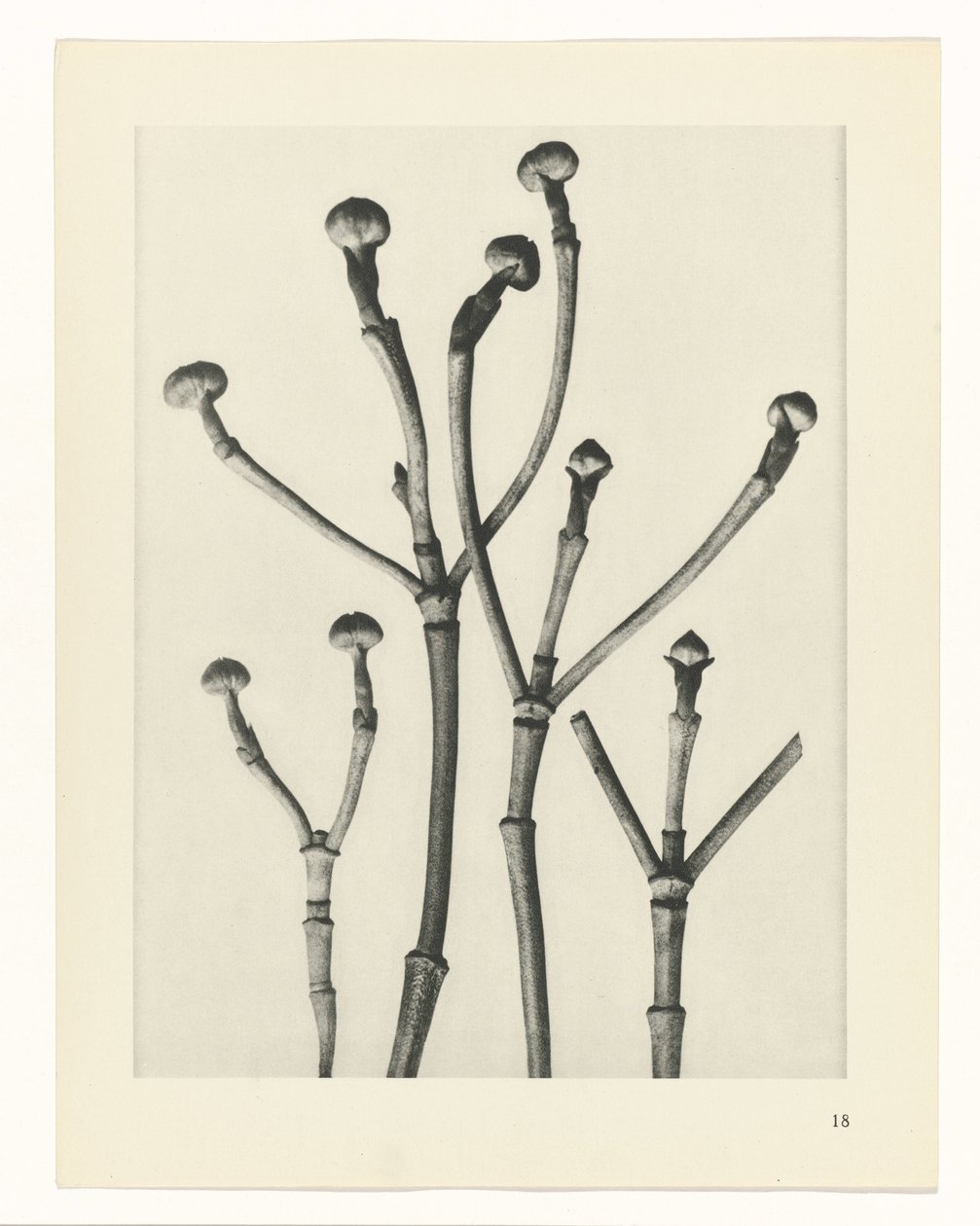 Plantstudies (Urformen der Kunst: photographische Pflanzenbilder) door Karl Blossfeldt