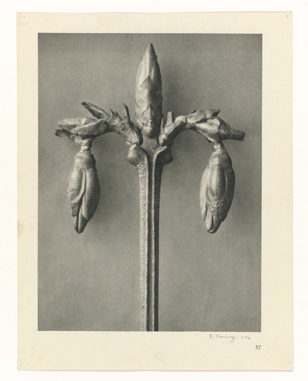 Plantstudies Urformen der Kunst: fotografische plantenbeelden (serietitel) door Karl Blossfeldt