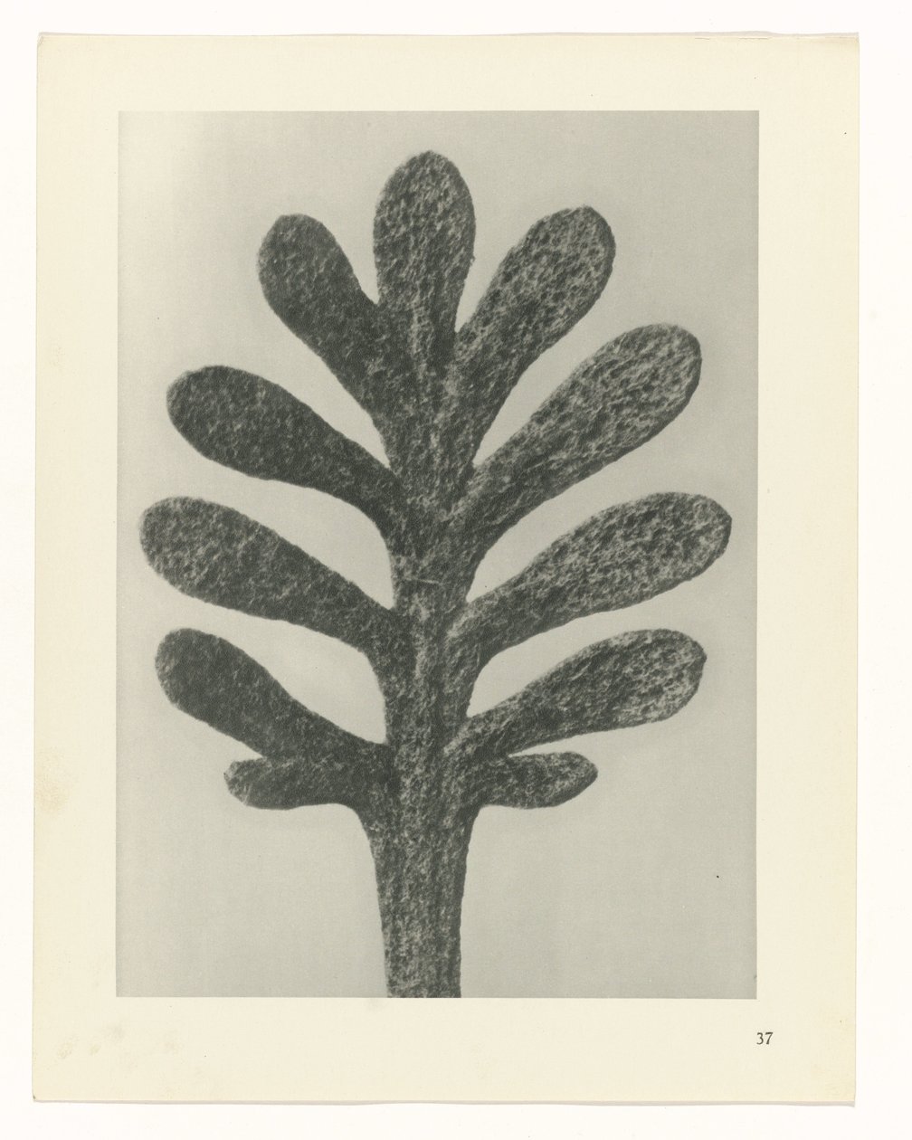 Plantstudies Urformen der Kunst: fotografische plantenbeelden (serietitel) door Karl Blossfeldt