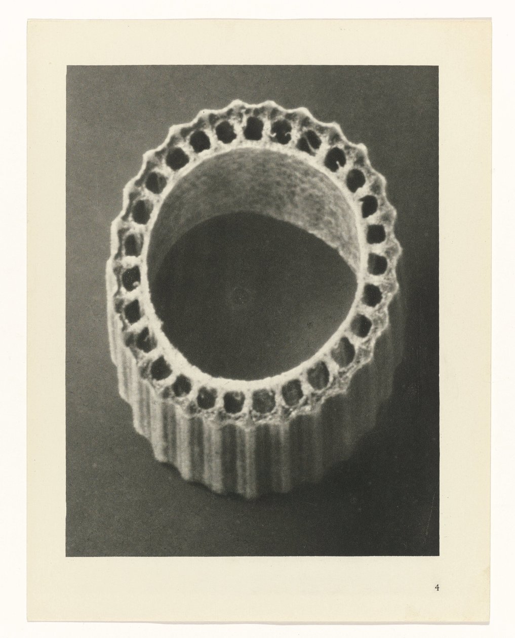 Plantstudies Urformen der Kunst: photographische Pflanzenbilder (serietitel) door Karl Blossfeldt