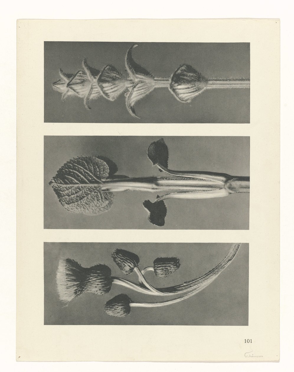 Plantstudie (Urformen der Kunst) door Karl Blossfeldt
