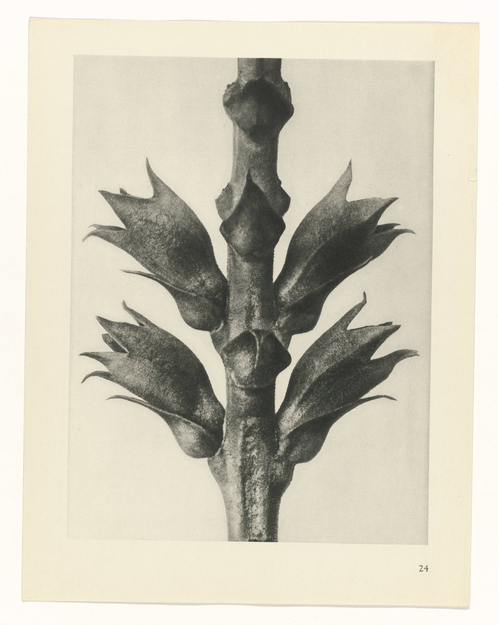 Plantstudie (Urformen der Kunst) door Karl Blossfeldt