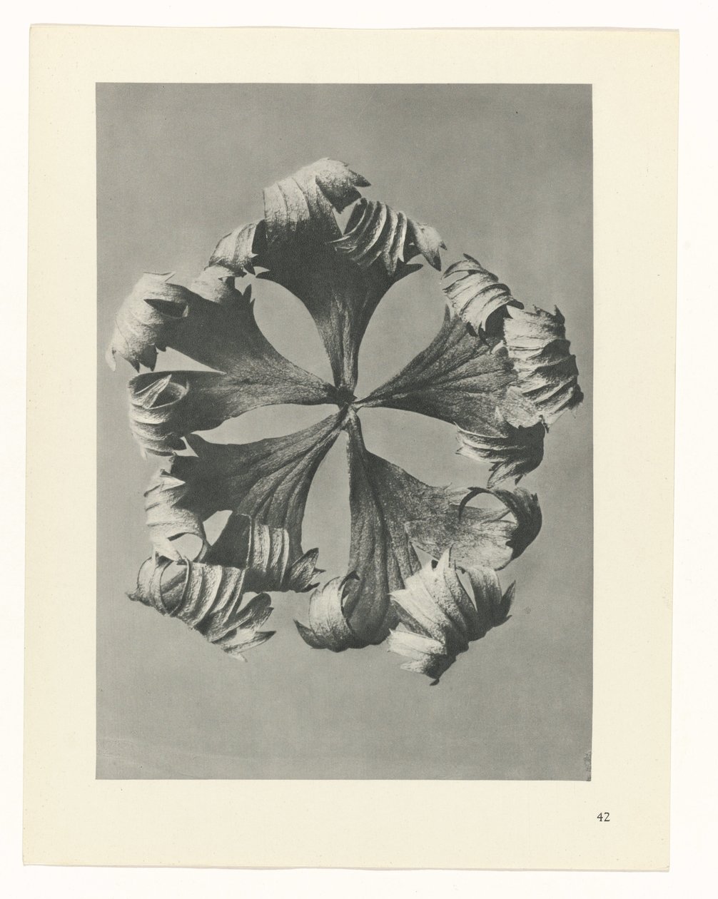 Plantstudie Urformen der Kunst (serietitel) door Karl Blossfeldt