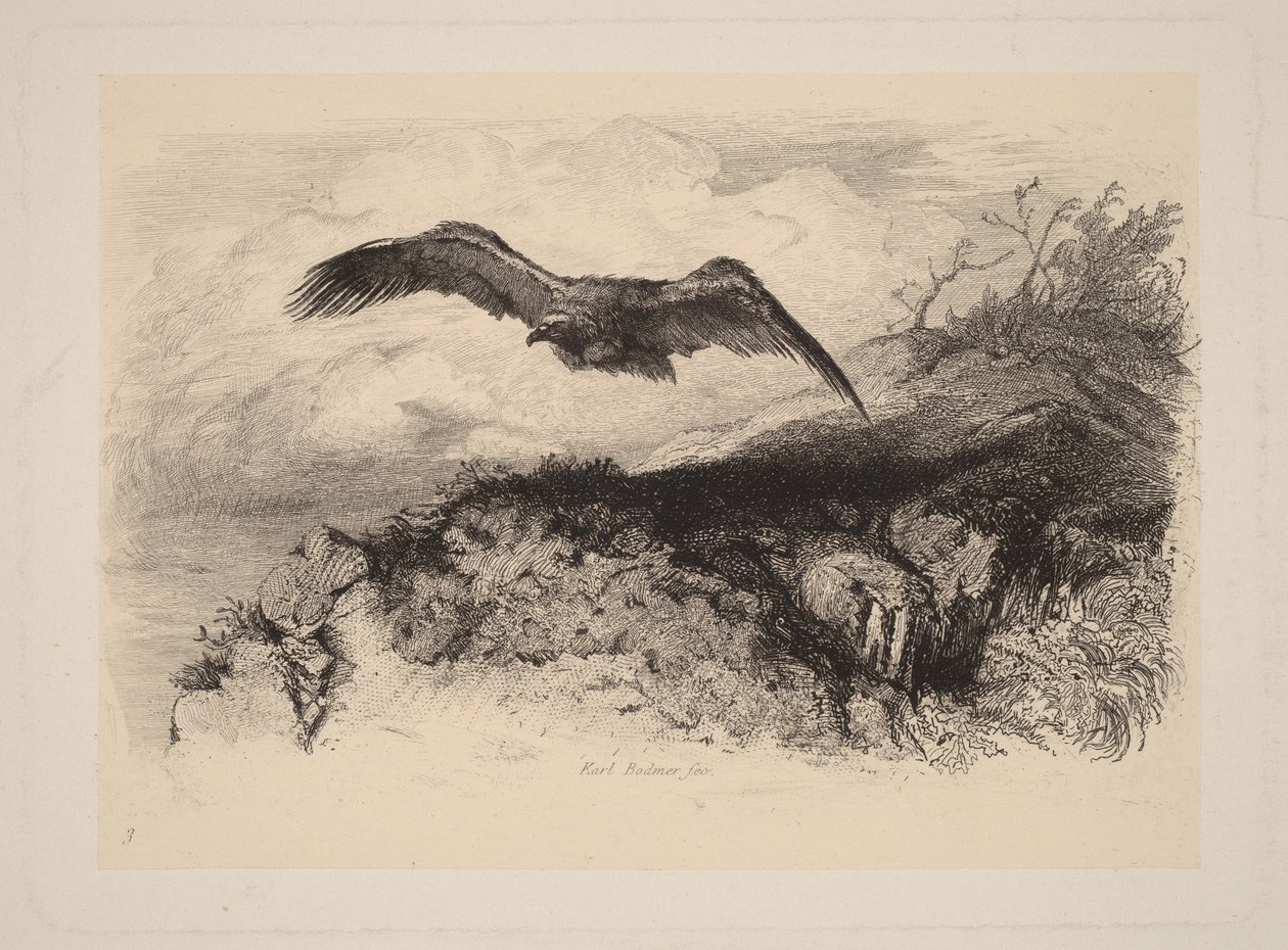 Adelaar in vlucht door Karl Bodmer