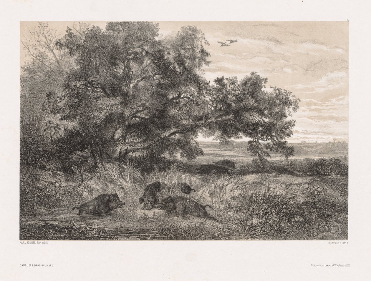 Dieren en Landschap naar de Natuur: Wild Zwijn in een Vijver door Karl Bodmer
