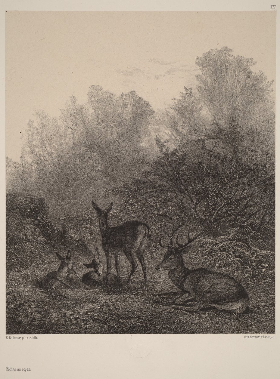 Rustende hinden door Karl Bodmer