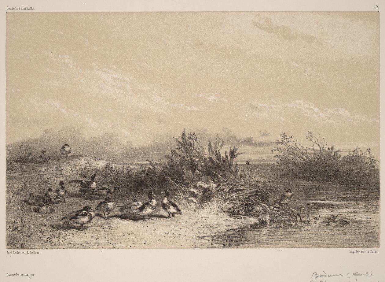 Wilde eenden door Karl Bodmer
