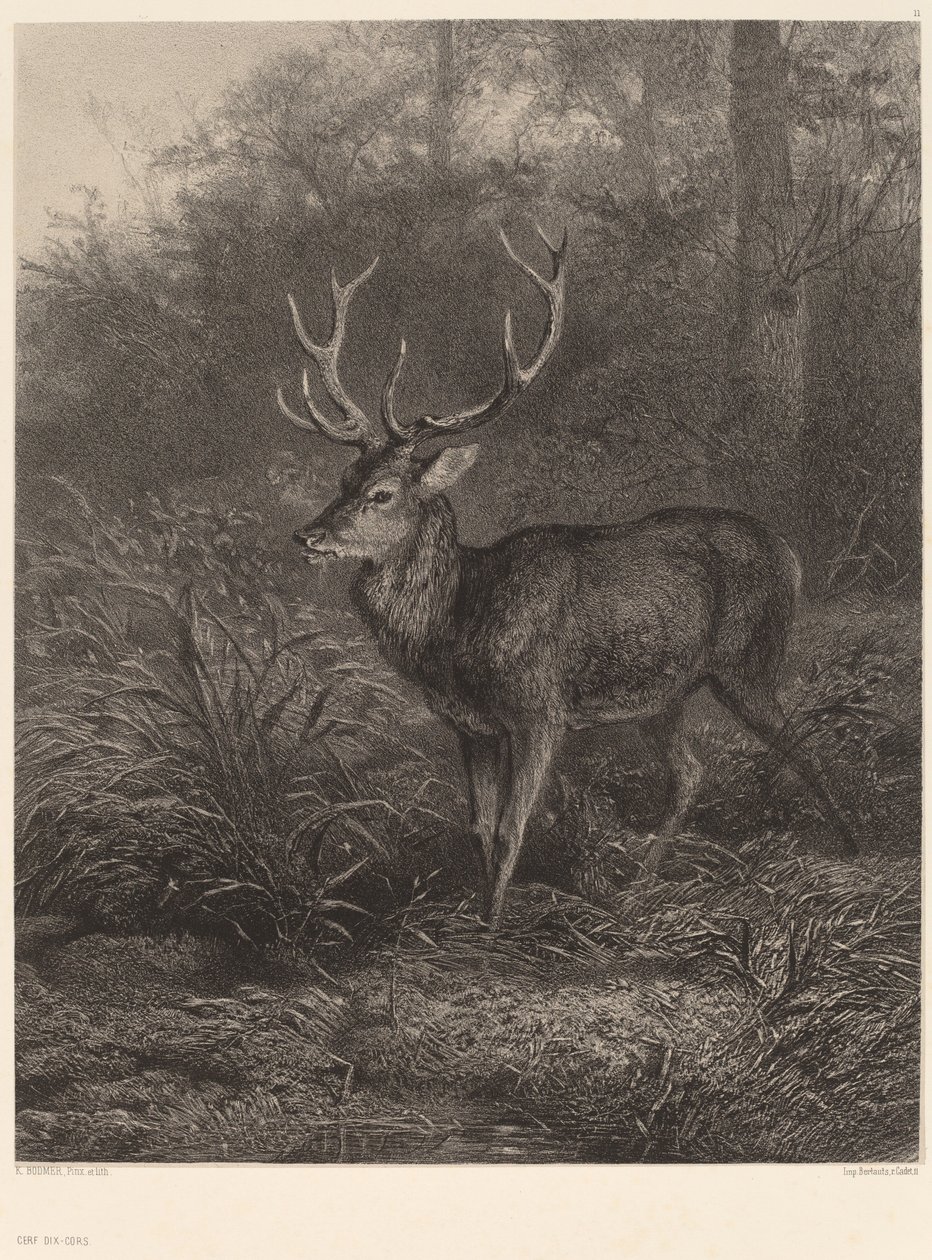 Hert met Tien-Enden door Karl Bodmer