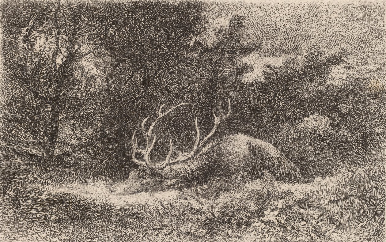 Rustende hert door Karl Bodmer