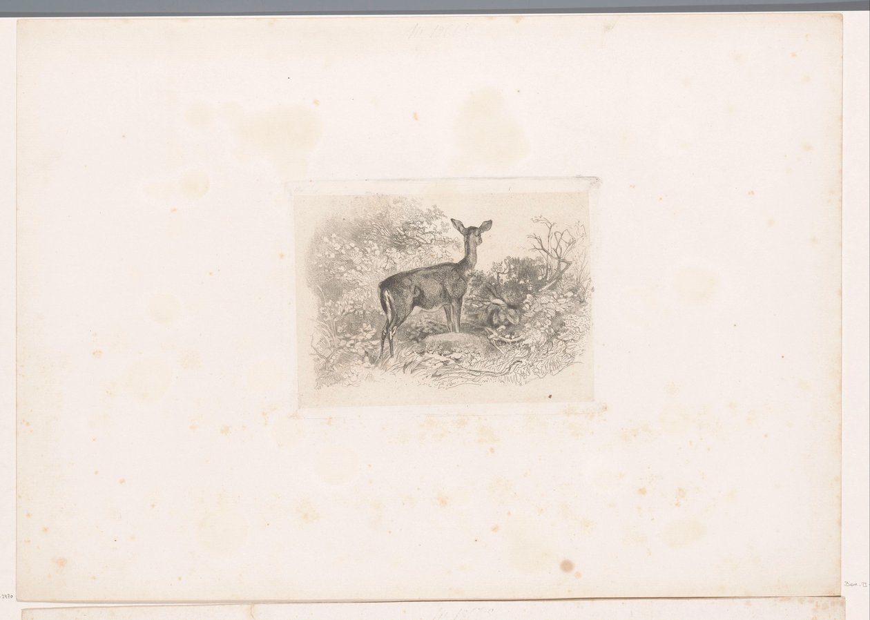 Hinde in het bos door Karl Bodmer