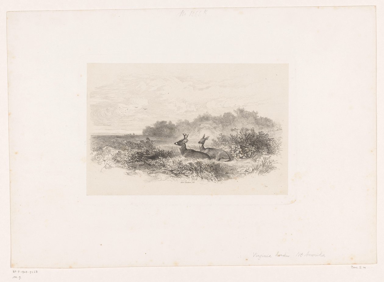 Landschap met twee witstaartherten door Karl Bodmer