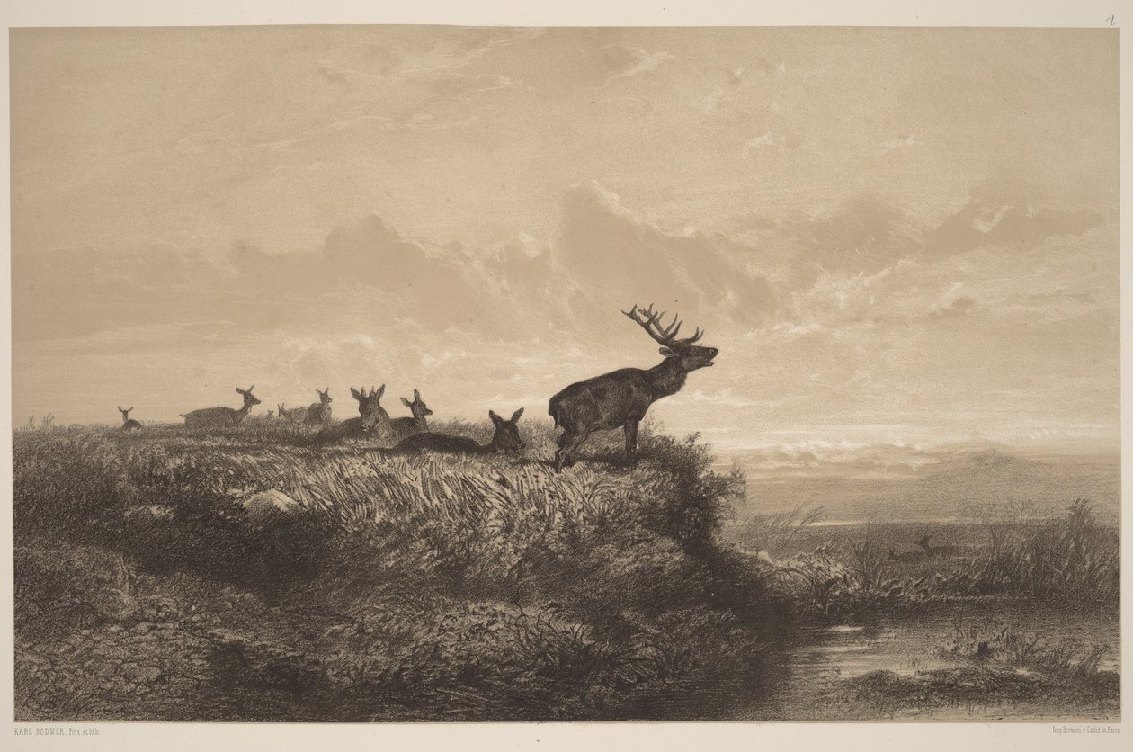 De ochtend. Hert en hinden door Karl Bodmer