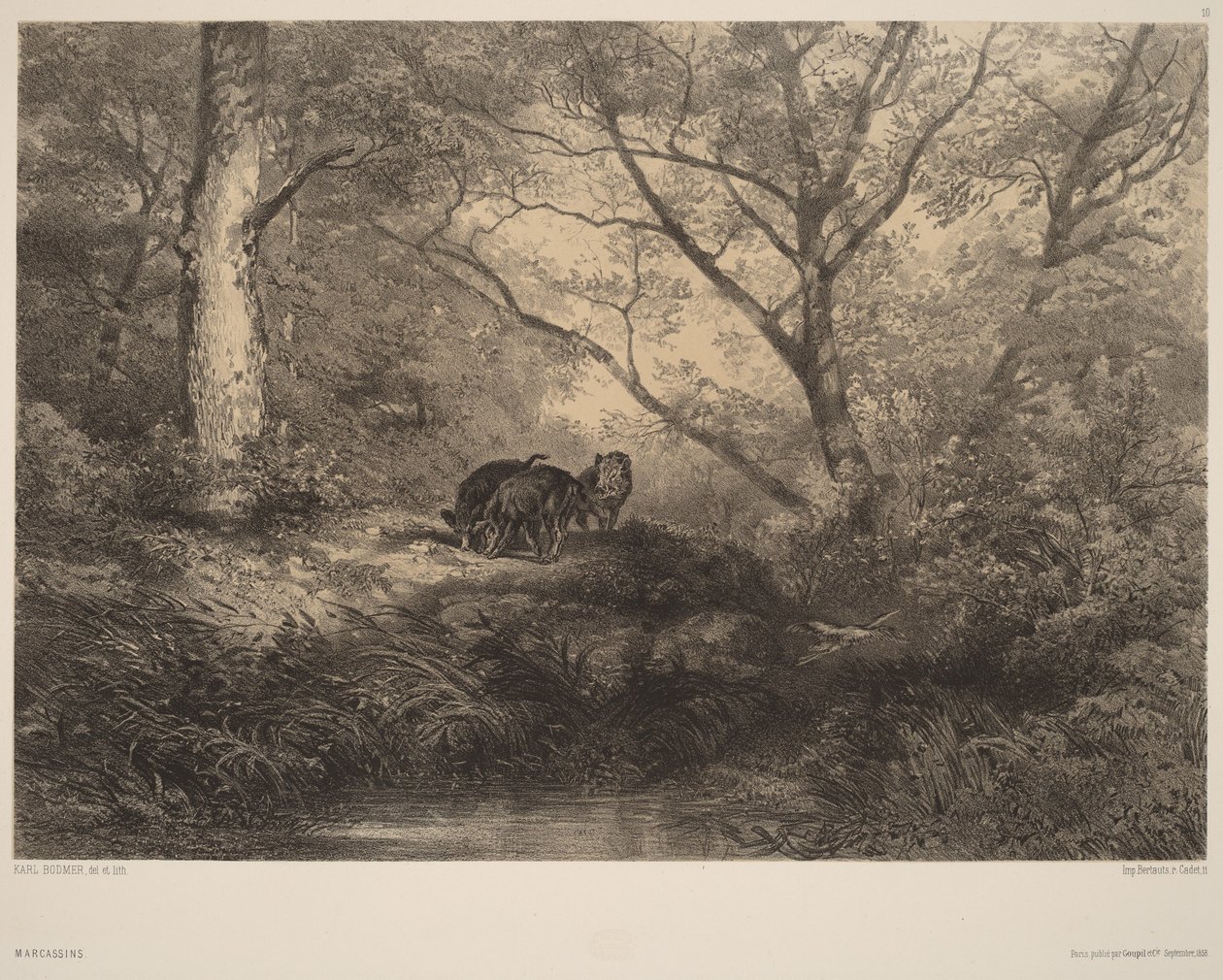 Jonge wilde zwijnen door Karl Bodmer