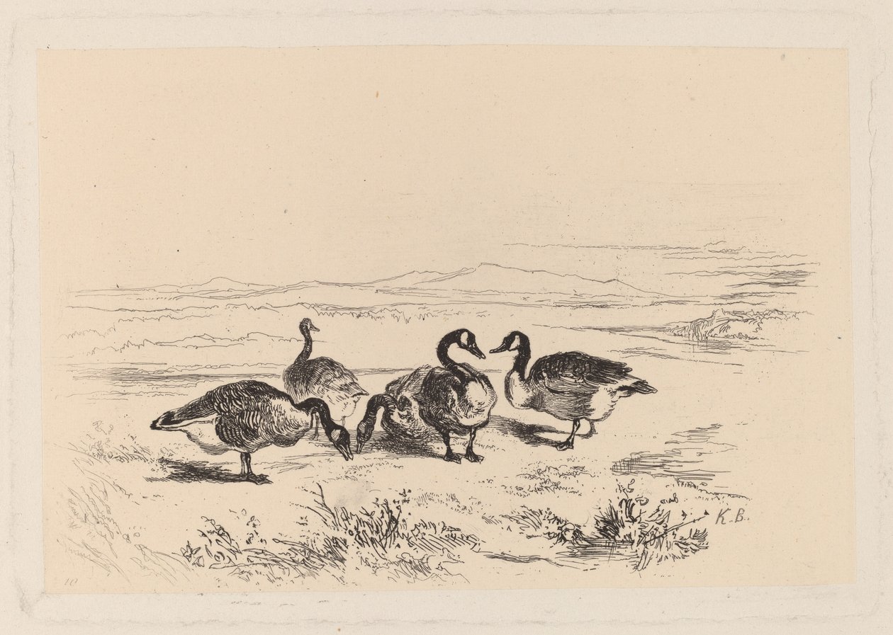Brandganzen door Karl Bodmer