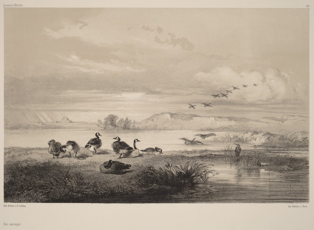 Wilde ganzen door Karl Bodmer