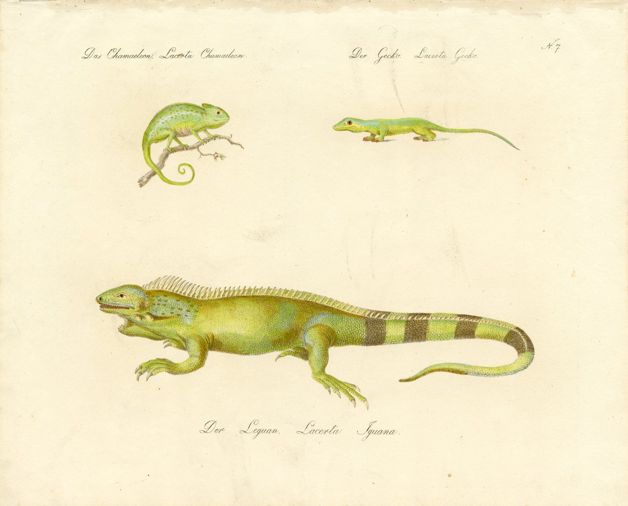 Kameleon, gekko en leguaan (print) door Karl Joseph Brodtmann