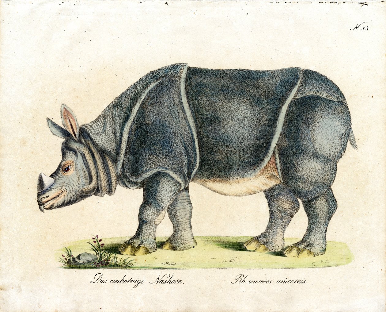 Indische neushoorn (print) door Karl Joseph Brodtmann