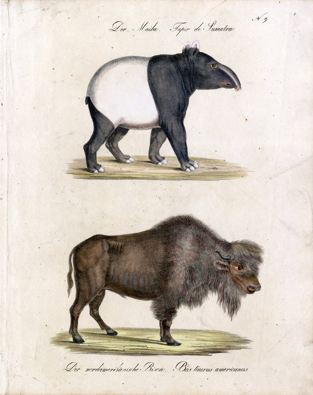 Maleise tapir en Amerikaanse bizon (print) door Karl Joseph Brodtmann
