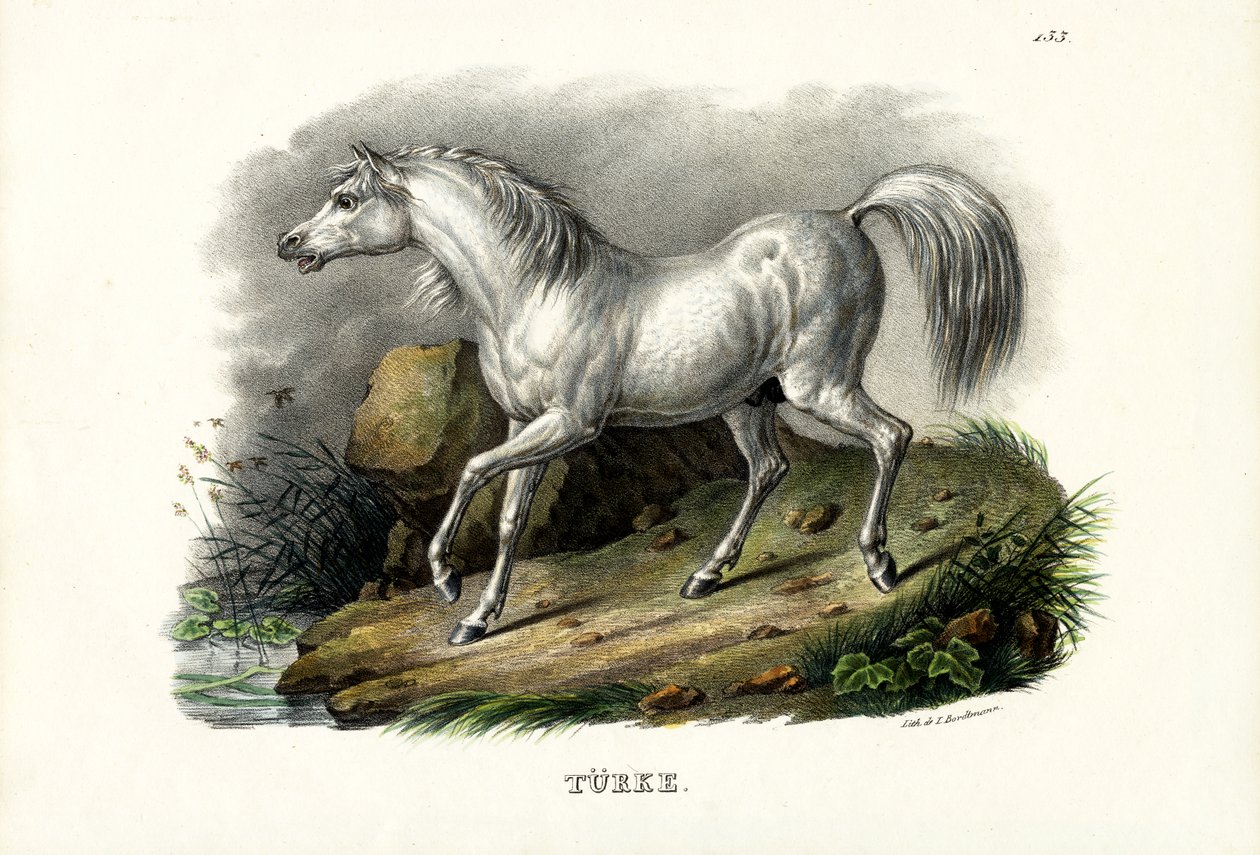 Turks paard, 1824 door Karl Joseph Brodtmann