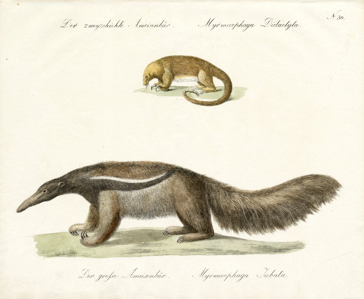  door Karl Joseph Brodtmann