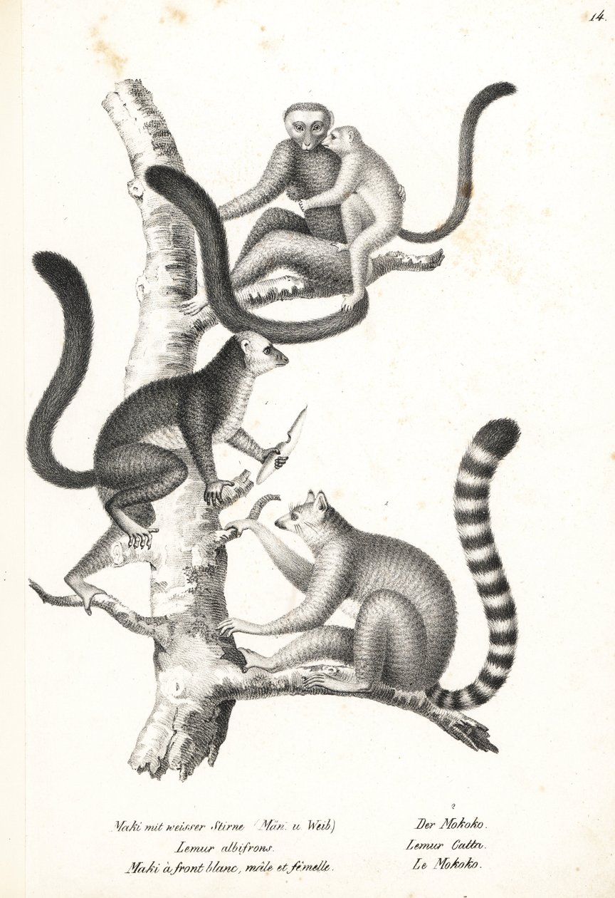 Witkopmaki, Eulemur albifrons, mannetje en vrouwtje, bedreigd 1, en ringstaartmaki, Lemur catta, bedreigd 2. Lithografie door Karl Joseph Brodtmann uit Heinrich Rudolf Schinz