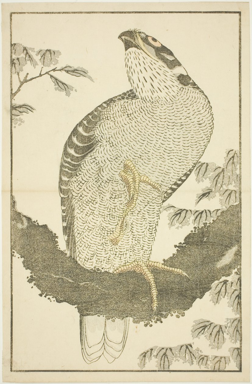Havik, uit Het Prentenboek van Realistische Schilderijen van Hokusai (Hokusai shashin gafu) door Katsushika Hokusai