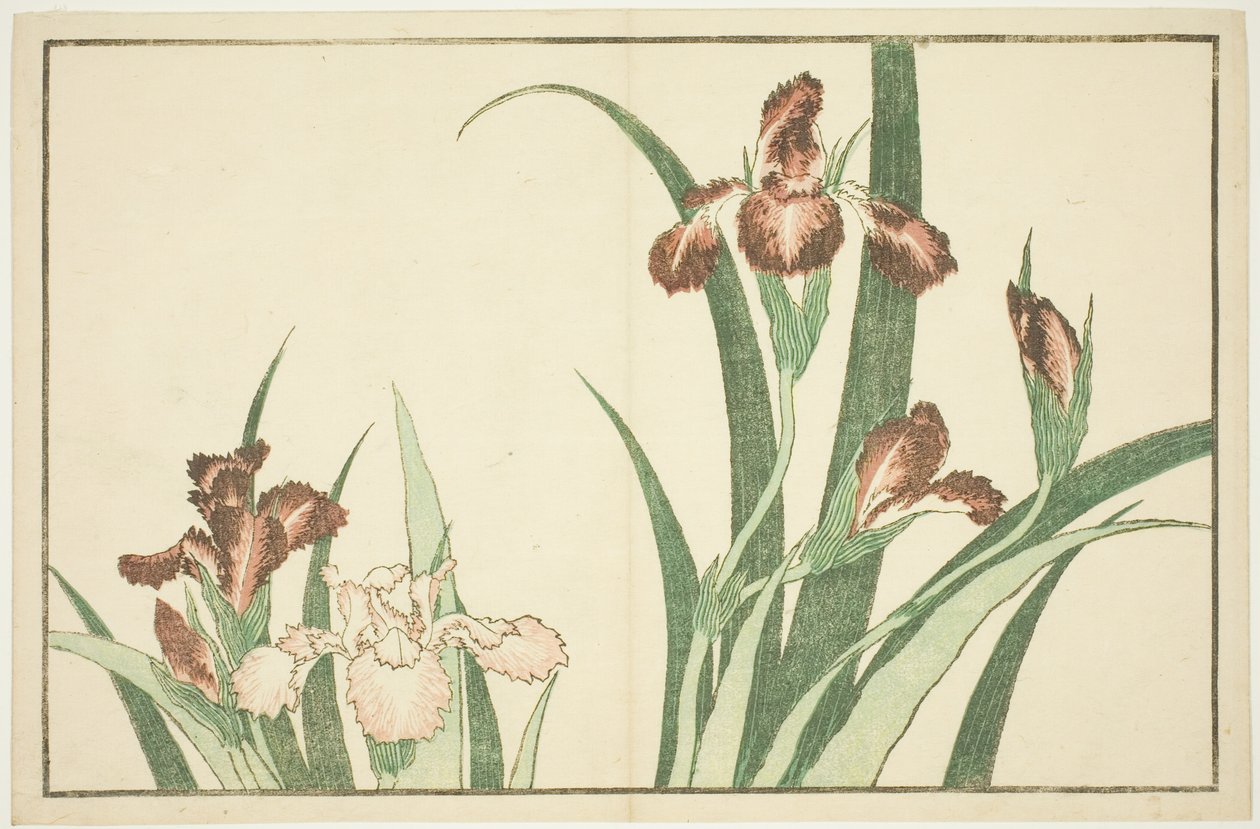 Iris, uit Het Prentenboek van Realistische Schilderijen van Hokusai (Hokusai shashin gafu) door Katsushika Hokusai