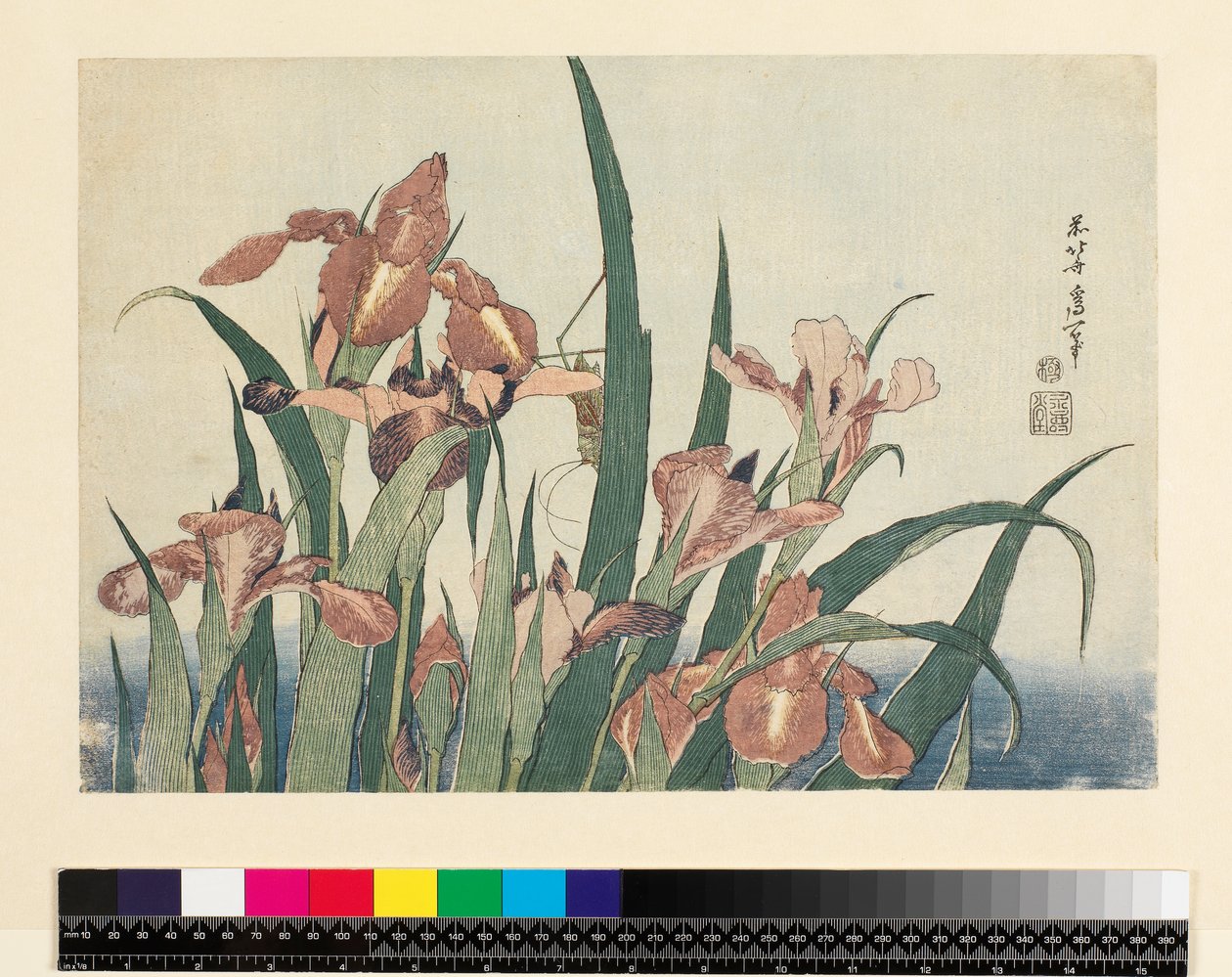 Iris en sprinkhaan, uitgegeven door Nishimura Eijudo, c.1832 door Katsushika Hokusai