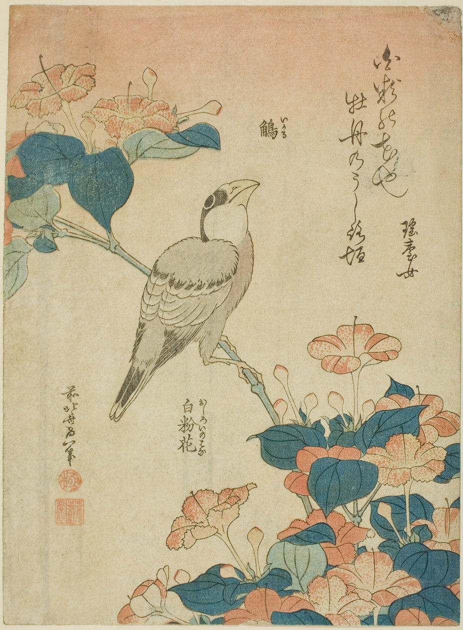 Japanse dikbek en wonder van Peru (Ikaru, oshiroi no hana), uit een ongetitelde serie bloemen en vogels door Katsushika Hokusai
