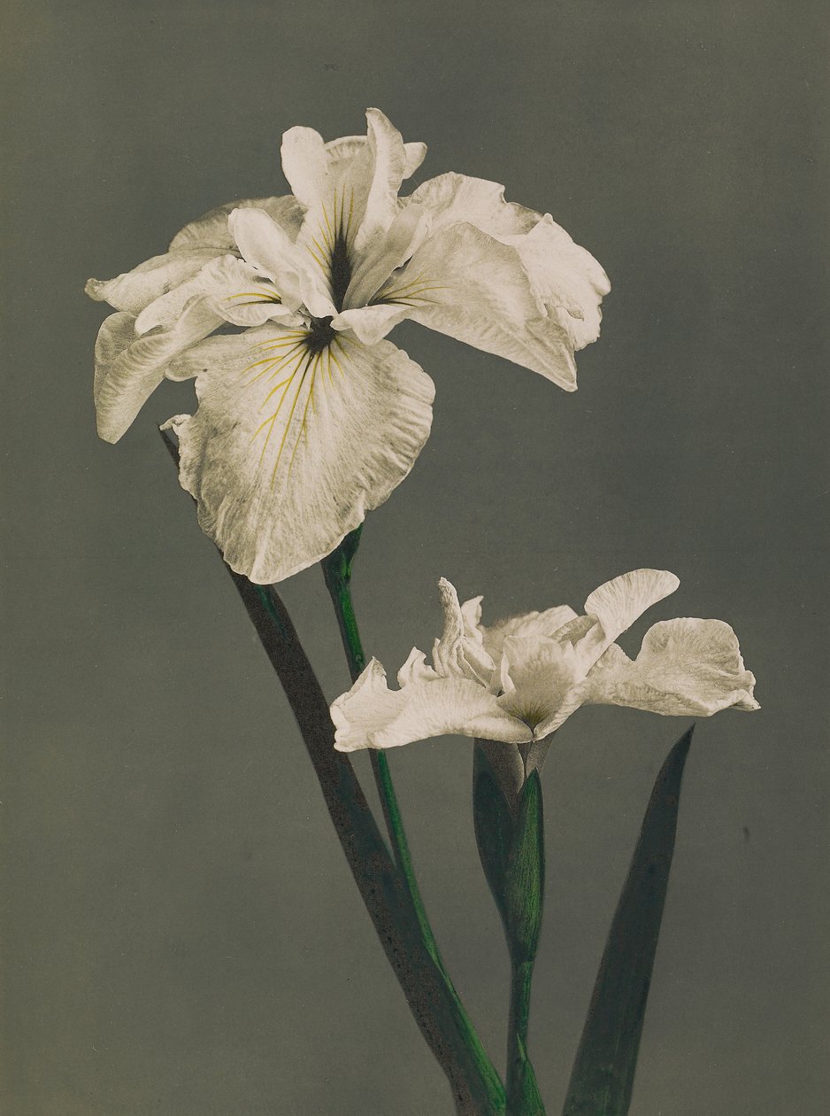 Iris Kaempferi, 1896 door Kazumasa Ogawa