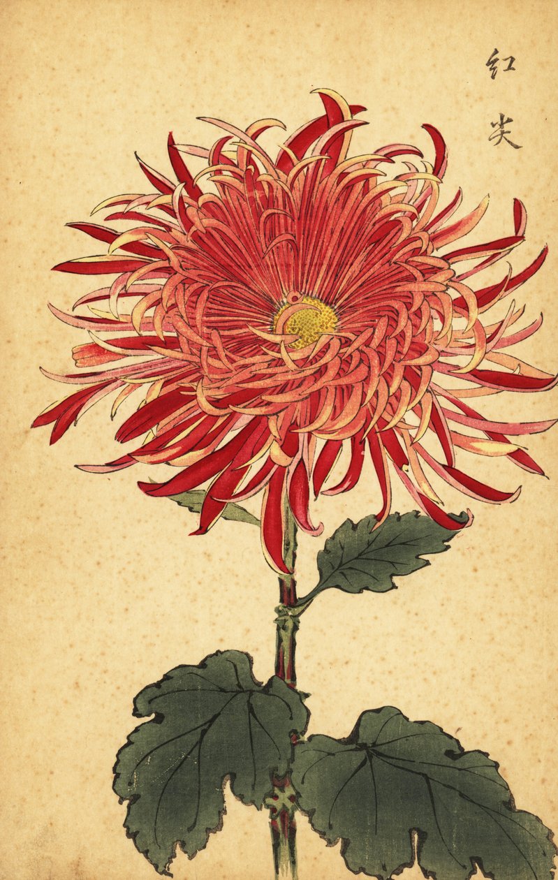 Hybride roze en karmozijnrode chrysant, 1893 (gravure) door Keika Hasegawa
