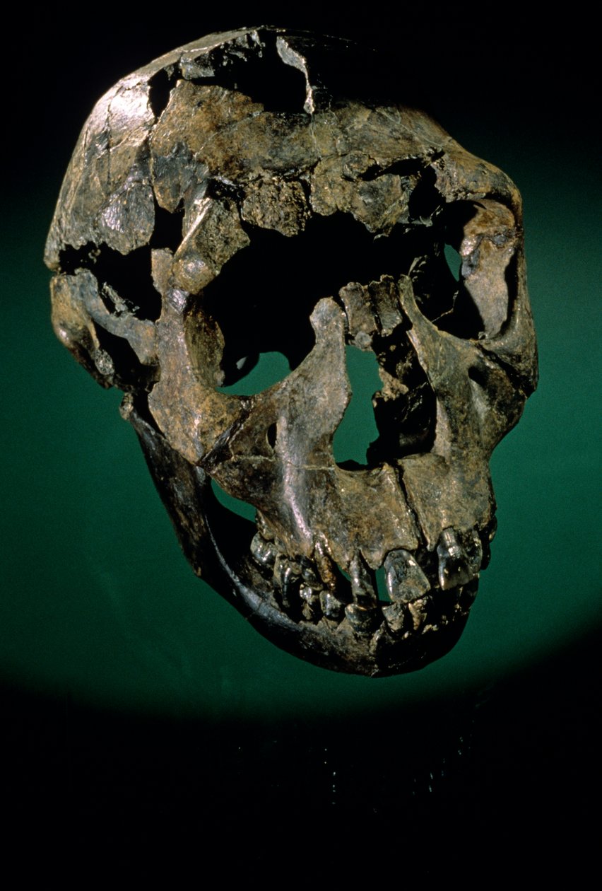 Turkana Boy, Kenia, West-Turkana, Lake Turkana, KNMER-WT15000, H. erectus, Nariokotome, 2008 (foto) door Kenneth Garrett
