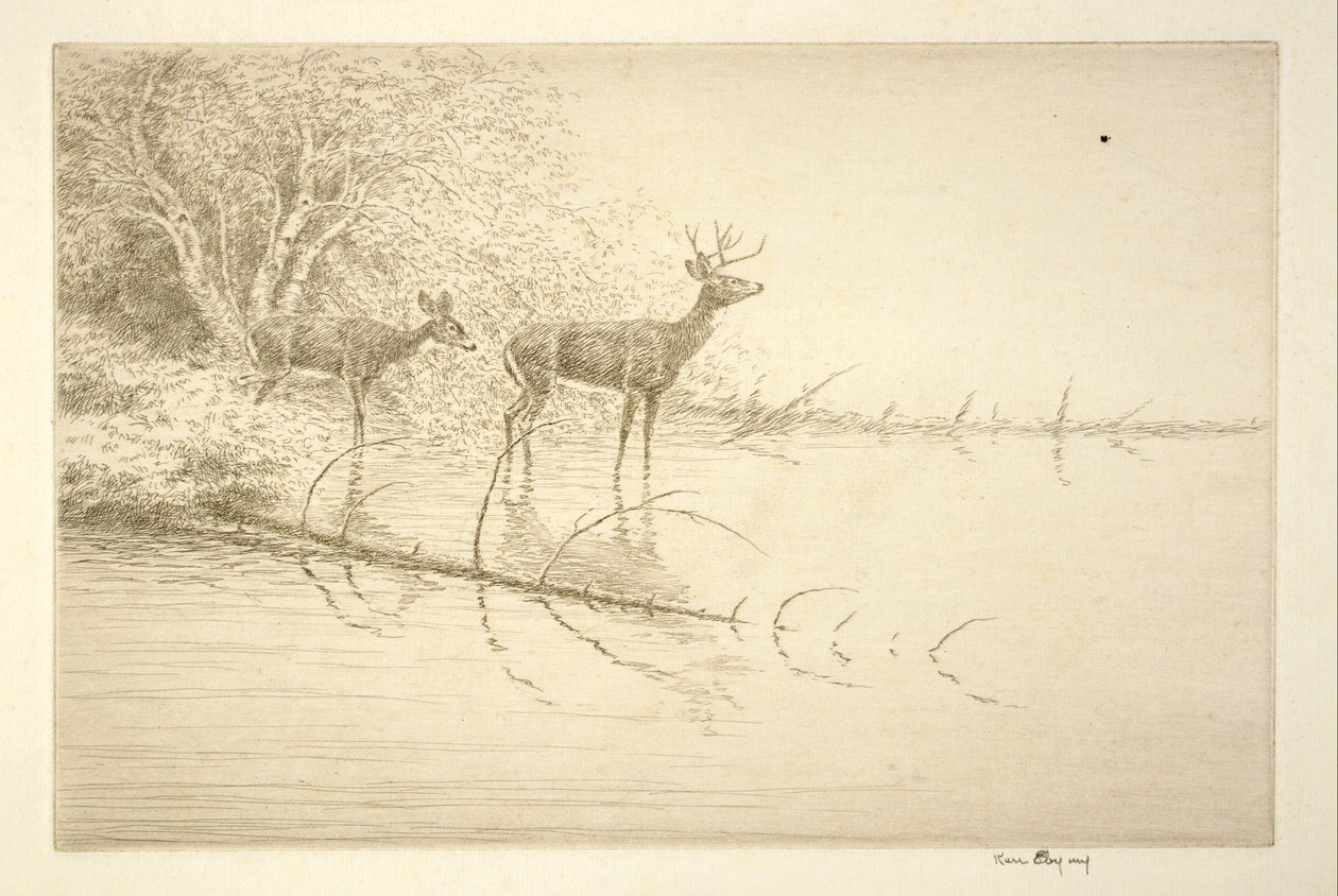 Witte staarten in de ochtend door Kerr Eby