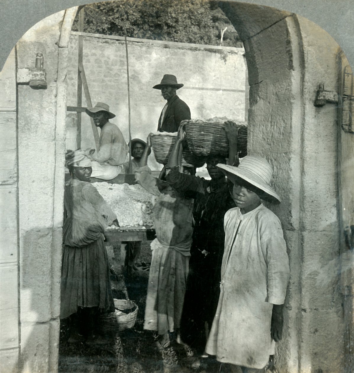 Cacao vers uit de peulen, Dominica, B.W.I., 1893 door Keystone View Company