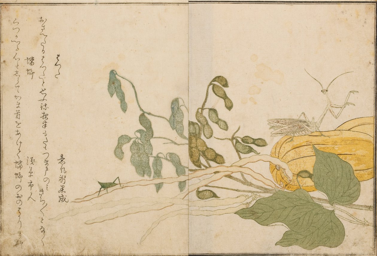 Sprinkhaan en bidsprinkhaan, 1788 door Kitagawa Utamaro