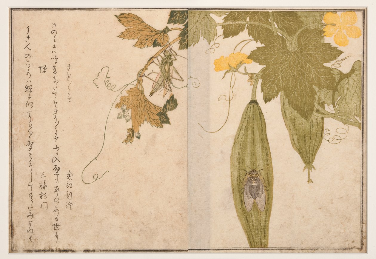 Zingende krekel op cicada, 1788 door Kitagawa Utamaro