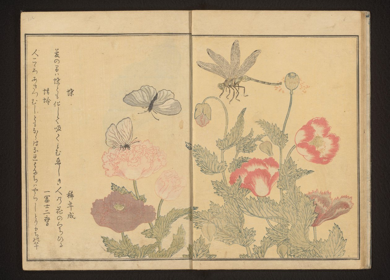 Vlinders en libel bij klaprozen door Kitagawa Utamaro