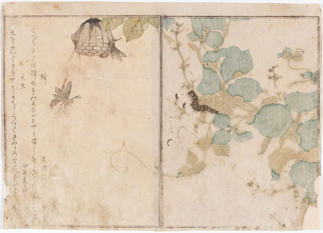 Rups en bijen door Kitagawa Utamaro