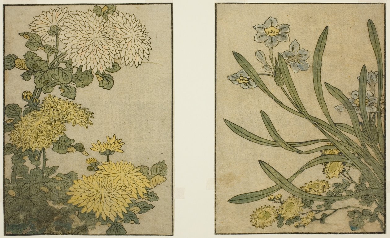 Chrysant en Narcis, uit het geïllustreerde boek "Prentenboek: Bloemen van de Vier Seizoenen (Ehon shiki no hana)," deel 2 door Kitagawa Utamaro