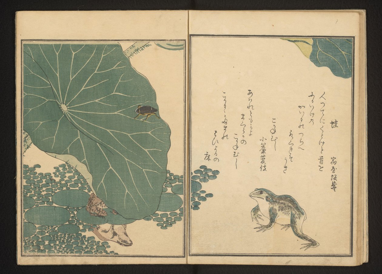 Kikkers en gouden kever bij lotus door Kitagawa Utamaro