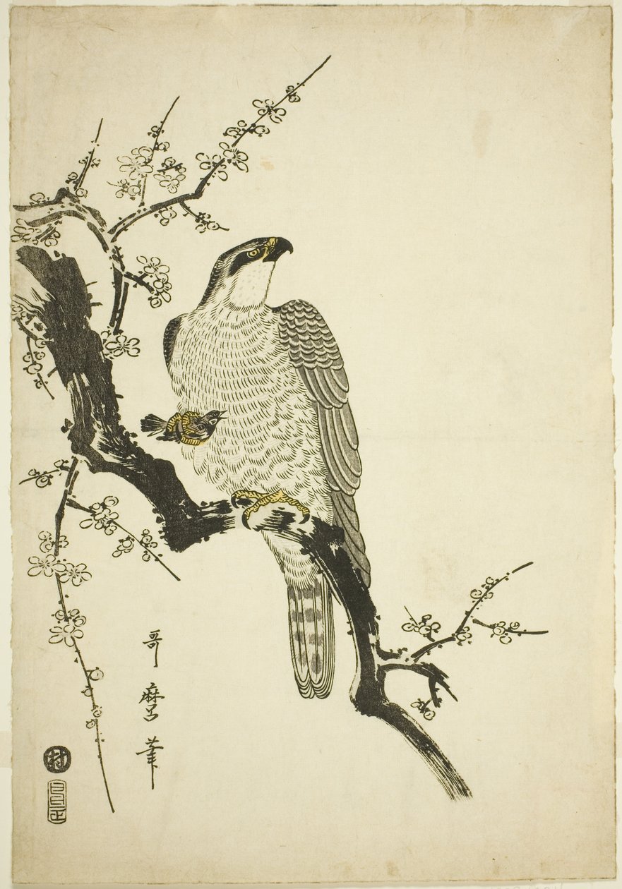 Havik op een pruimentak door Kitagawa Utamaro