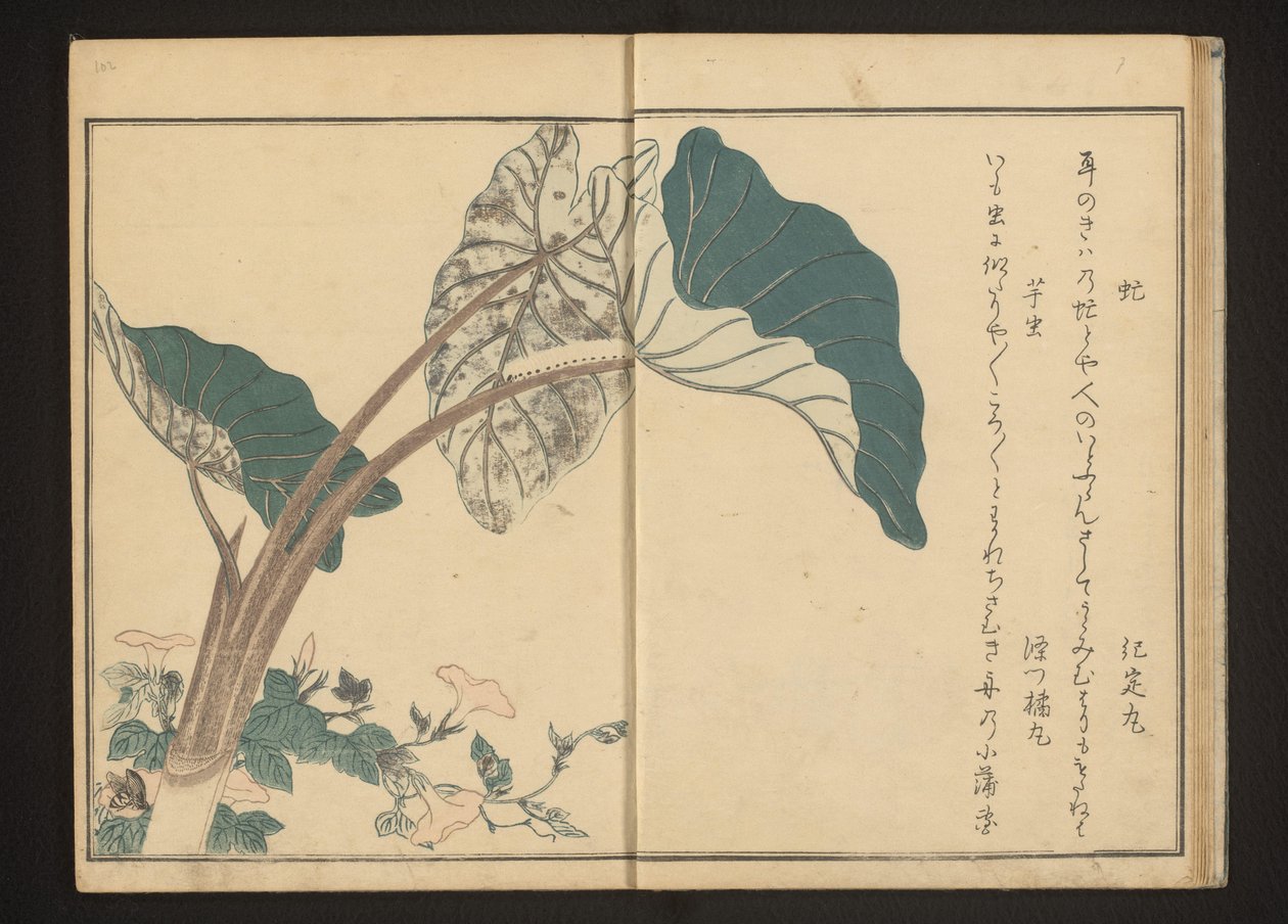 Paardenvlieg op haagwinde en rups op taroplant door Kitagawa Utamaro