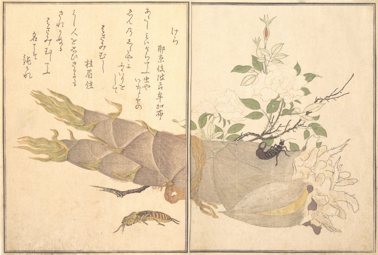 Mollenkriek Kera, oorworm, Hasami-mushi door Kitagawa Utamaro