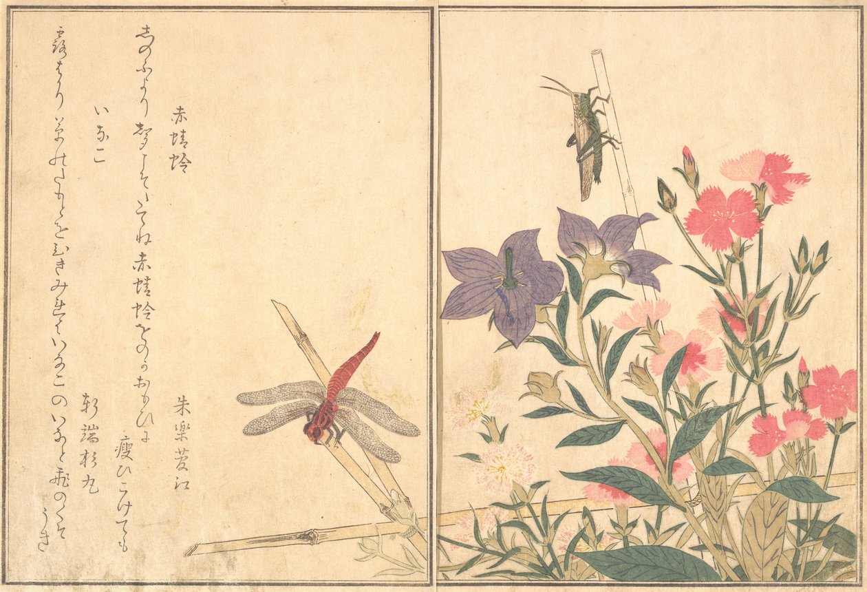 Rode libel Akatonbo, sprinkhaan Inago..., 1788 door Kitagawa Utamaro