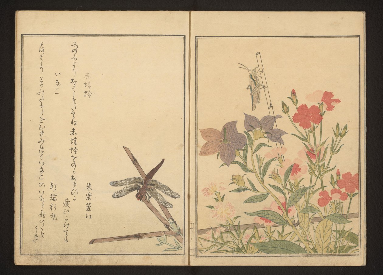 Rode libel en sprinkhaan bij anjers door Kitagawa Utamaro