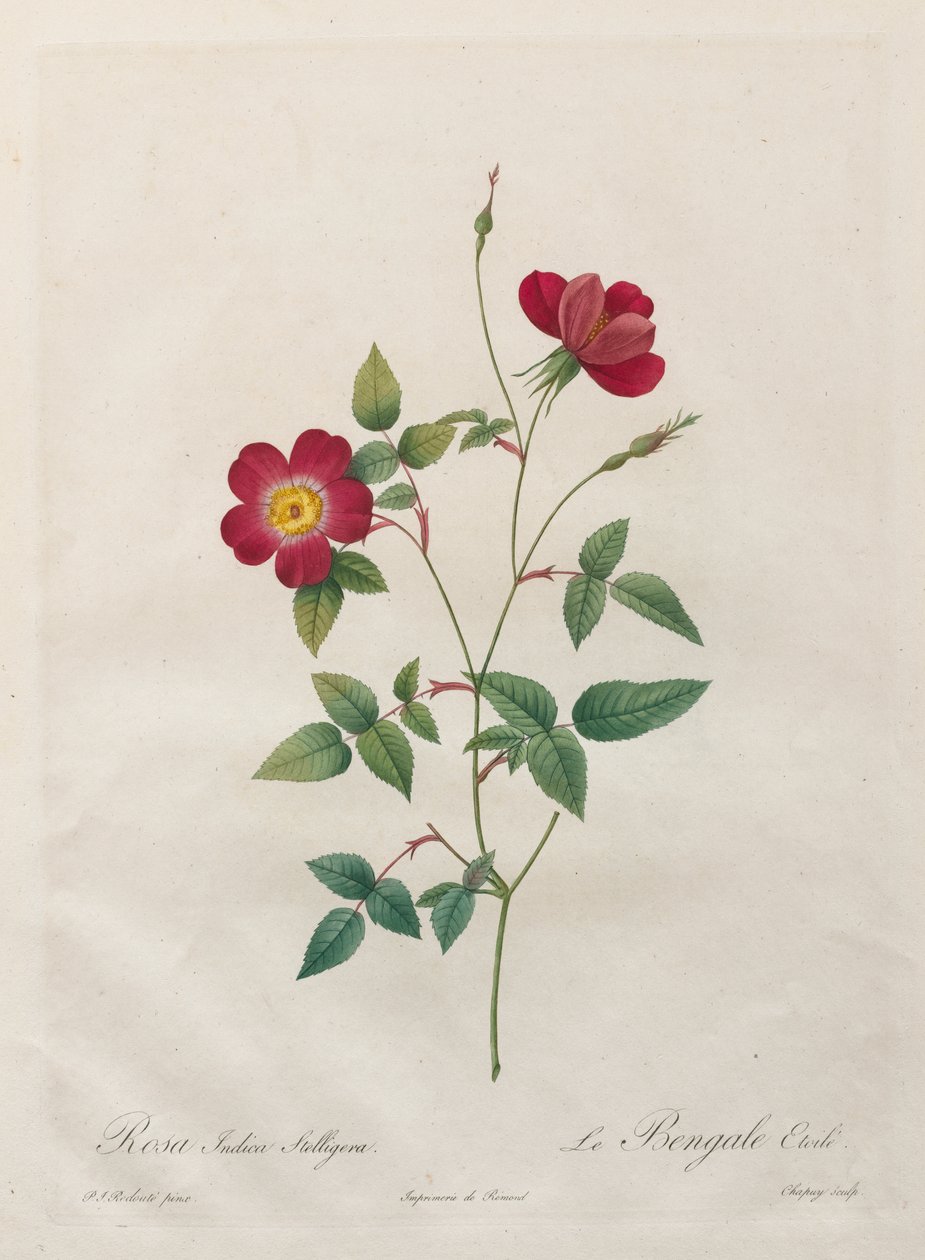 Rosa Indica Stelligera door Kitagawa Utamaro