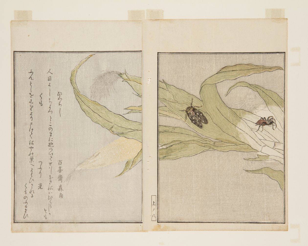 Spin (Kumo) en Avondcicade (Higurashi) door Kitagawa Utamaro