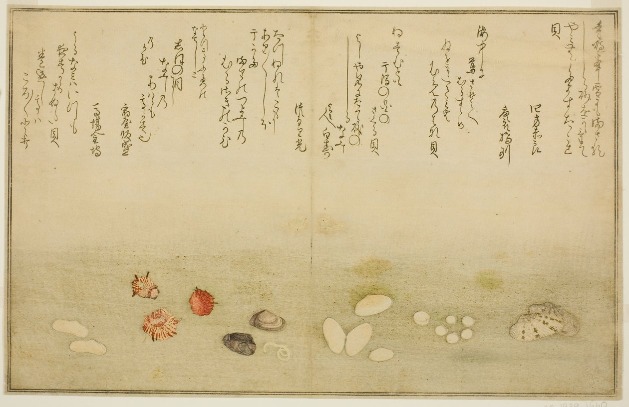 Sudare-gai, hana-gai, sakura-gai, mumeno-gai, nadeshiko-gai, en kinuta-gai, uit het geïllustreerde boek "Geschenken van de Eb (Shiohi no tsuto)" door Kitagawa Utamaro